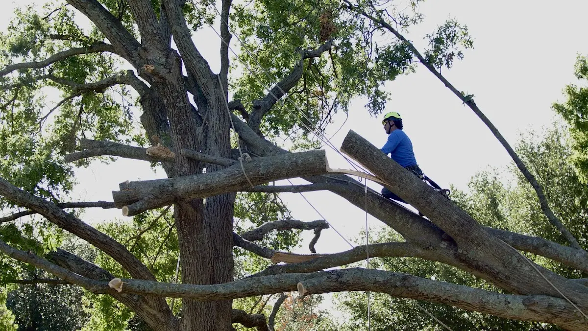 Professional Hazardous Tree Removal performed by certified arborists in New Era