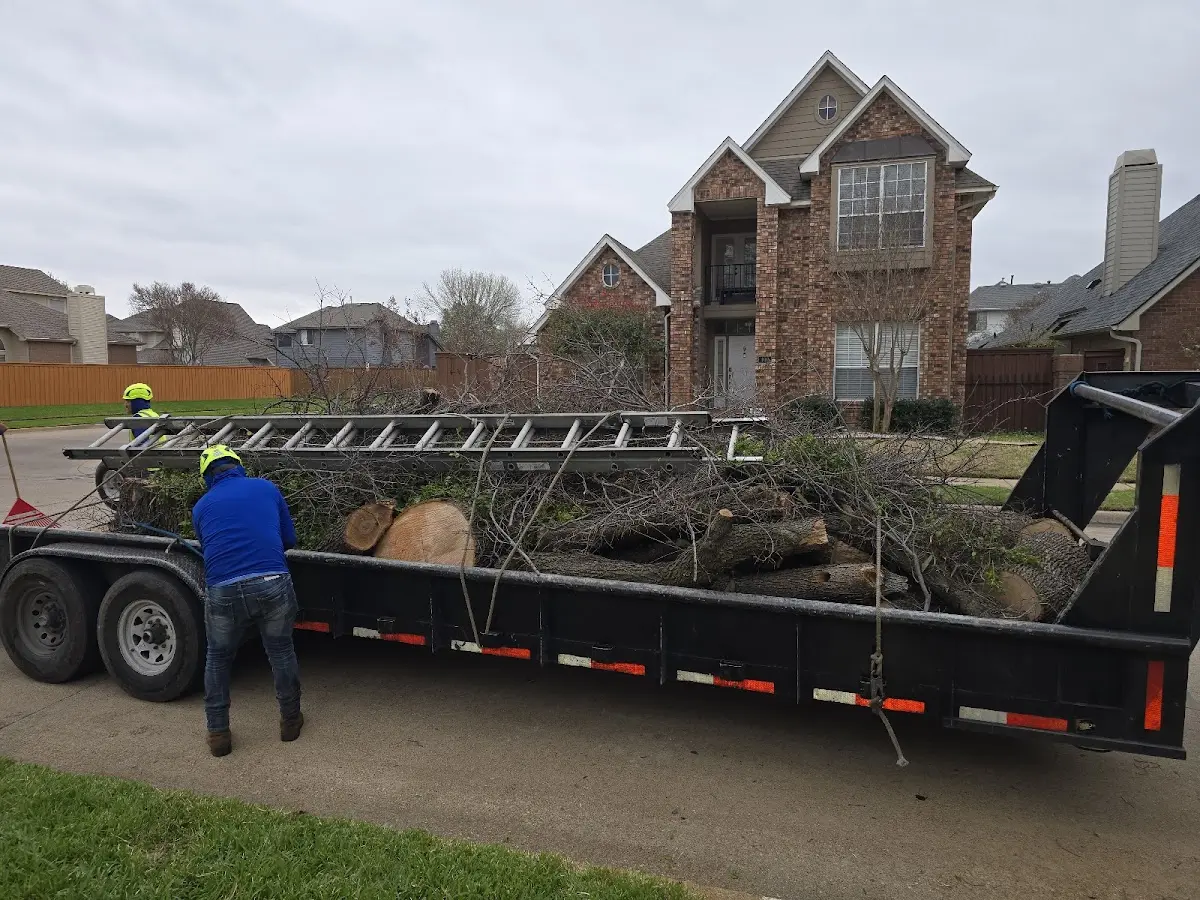 Expert Tree Pest Control with proper safety equipment in New Era